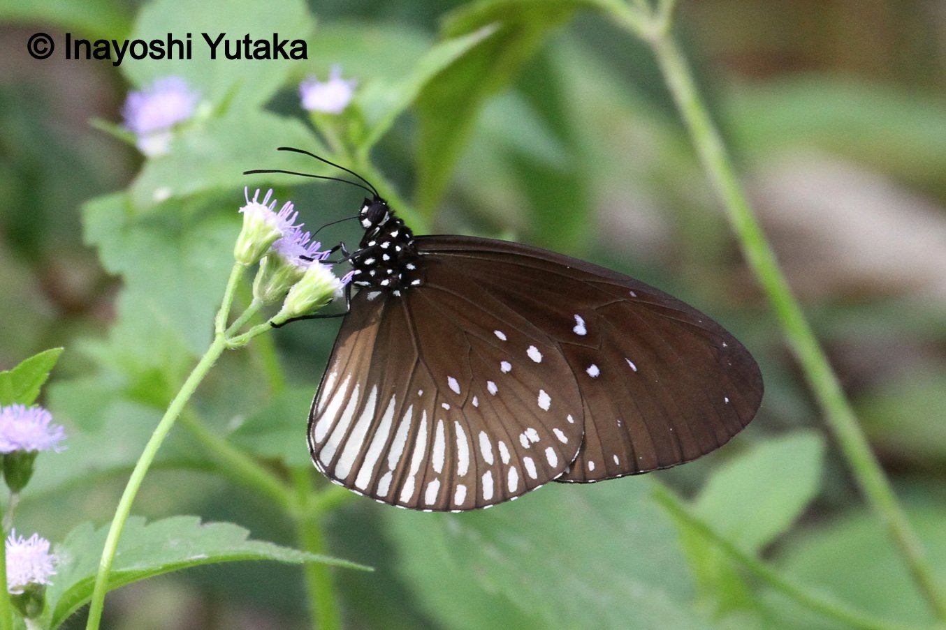 20190309 KohKut Eynhovii Yutaka