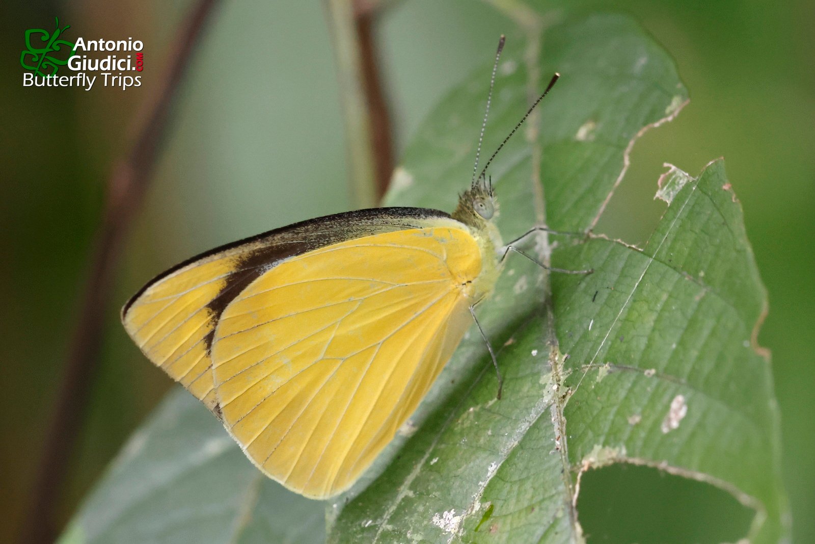 Appias Albina Female 17 Jun 24 Krung Ching