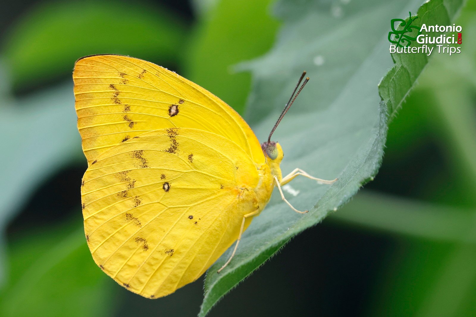 Catopsilia Scylla