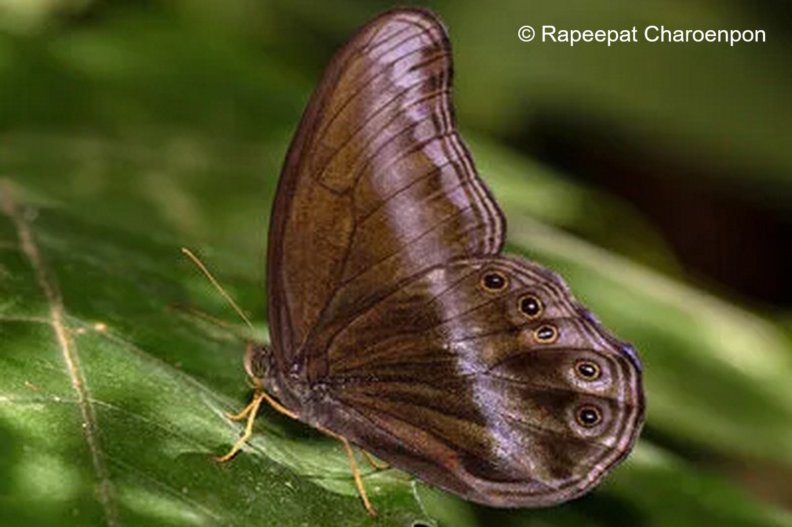 Coelites Epiminthia Binghami