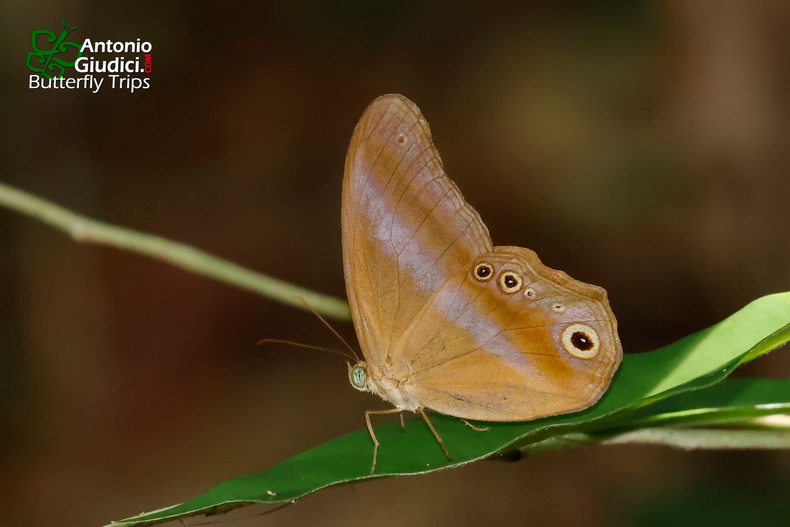 Coelites Euptychioides
