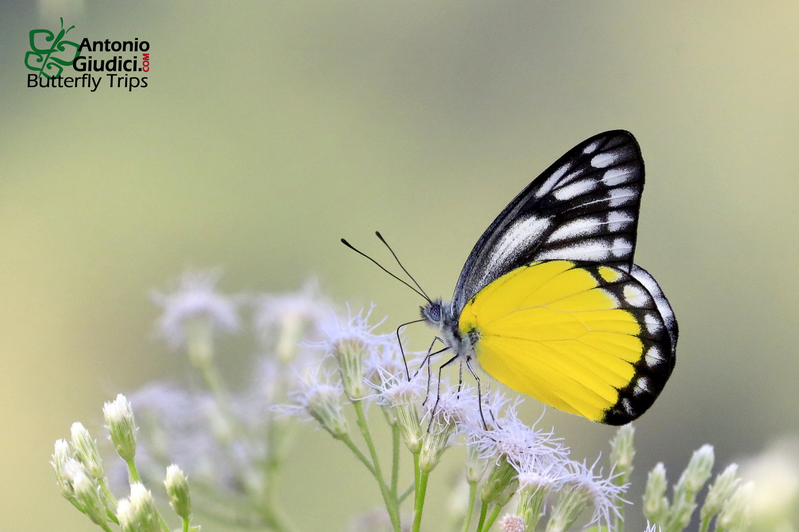 Delias Aoranis Male