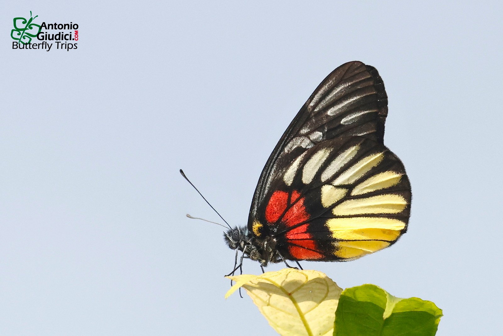 Delias Sp Ramrome 15 Jan 24
