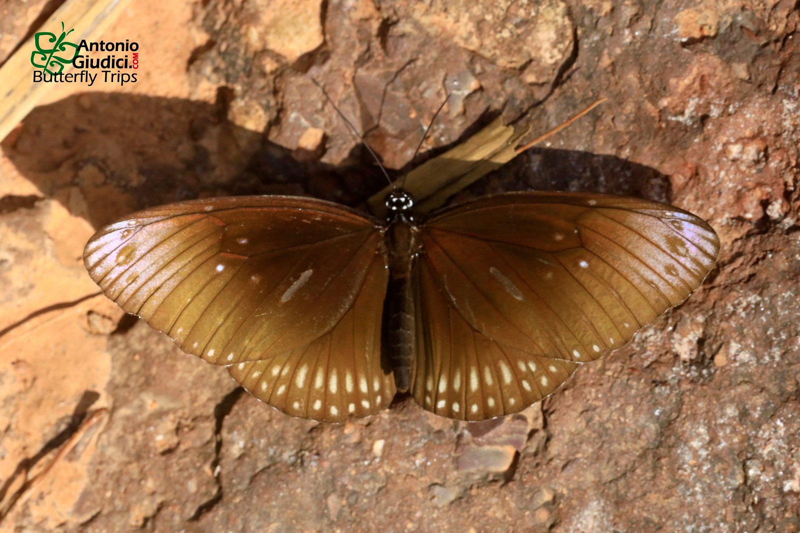 Euploea Core Godartii TSL 17 Mar 22