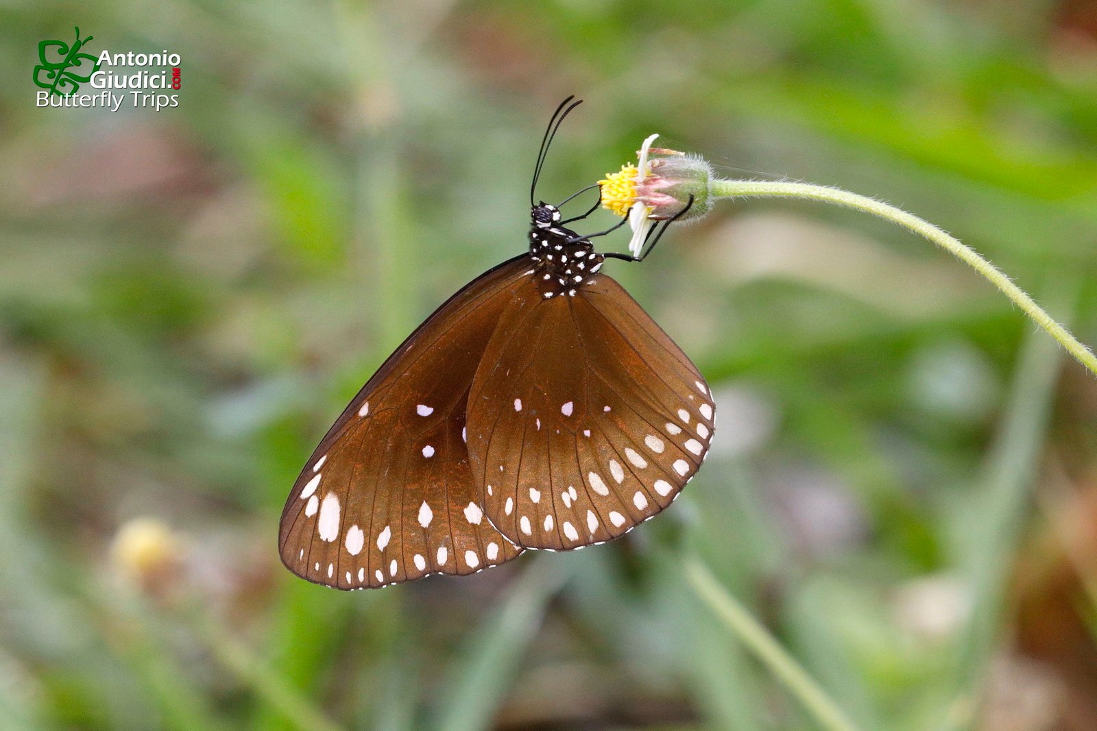 Euploea Core Graminifera KPG 11 Dec 20
