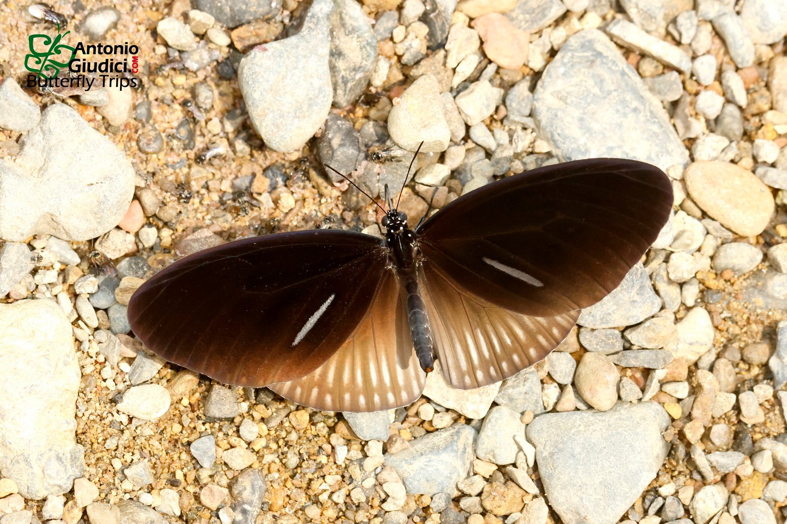 Euploea Eyndhovii Gardineri Khao Soi Dao 4 Mar 24
