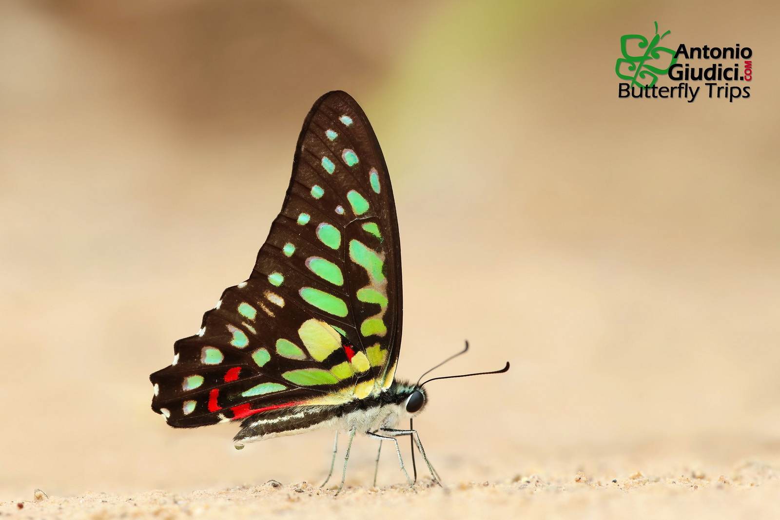 Graphium Arycles Arycles 01