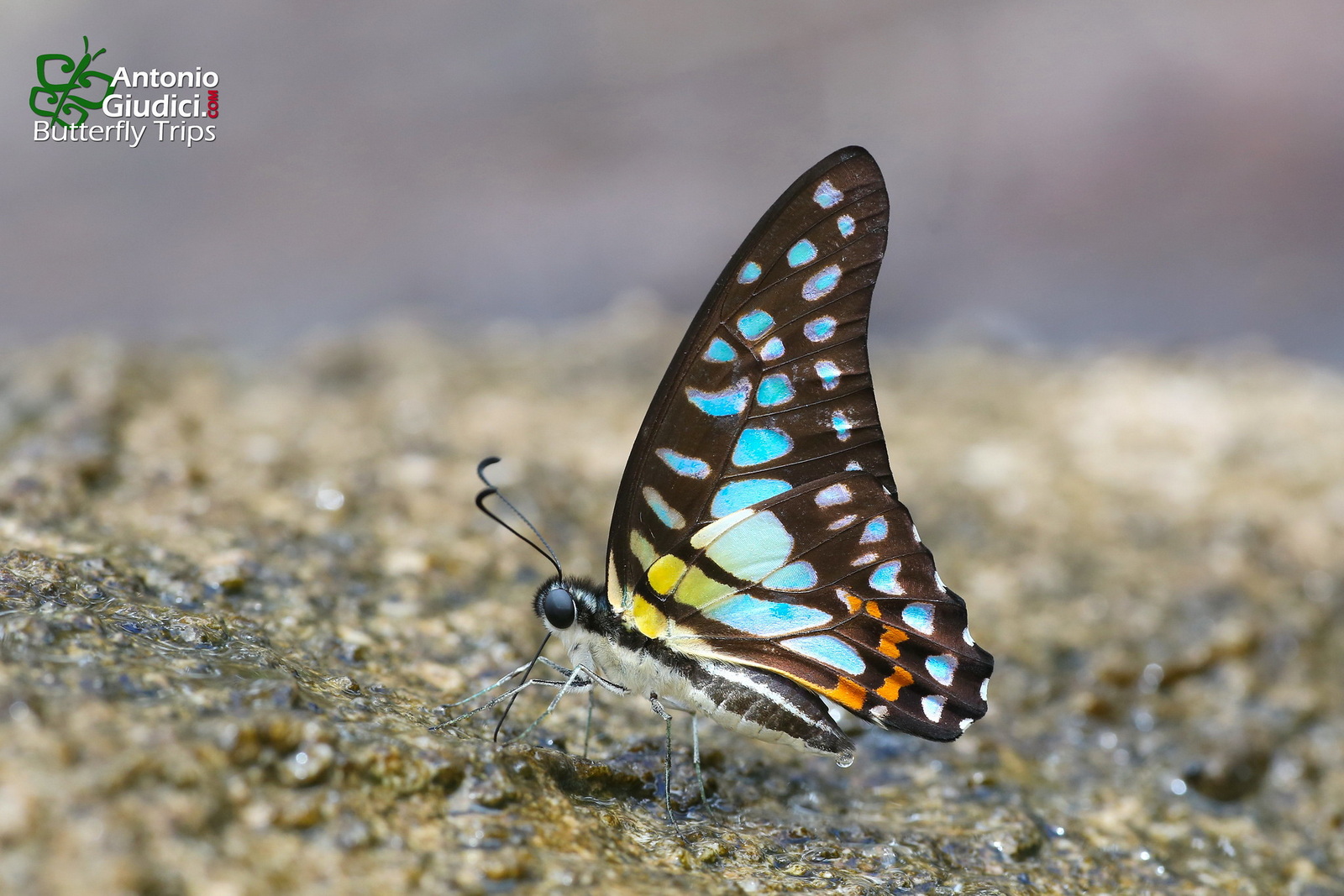 Graphium Bathycles Krabi