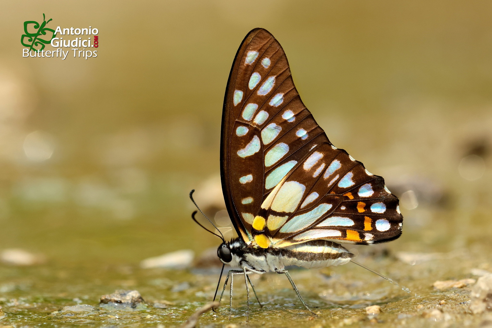 Graphium Chironides 02