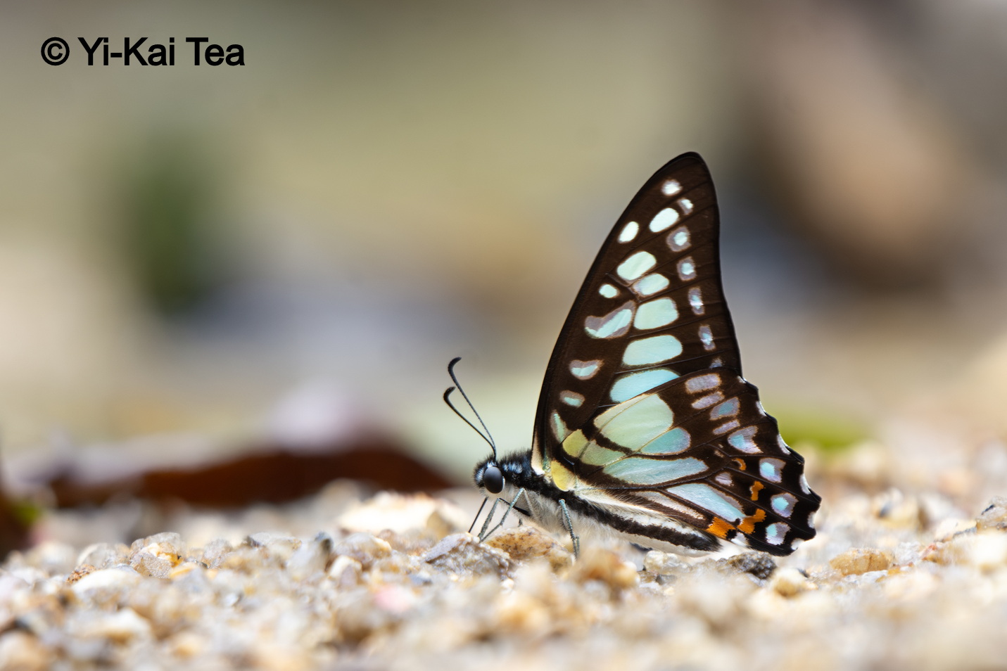 Graphium Chironides Malayanus Kai