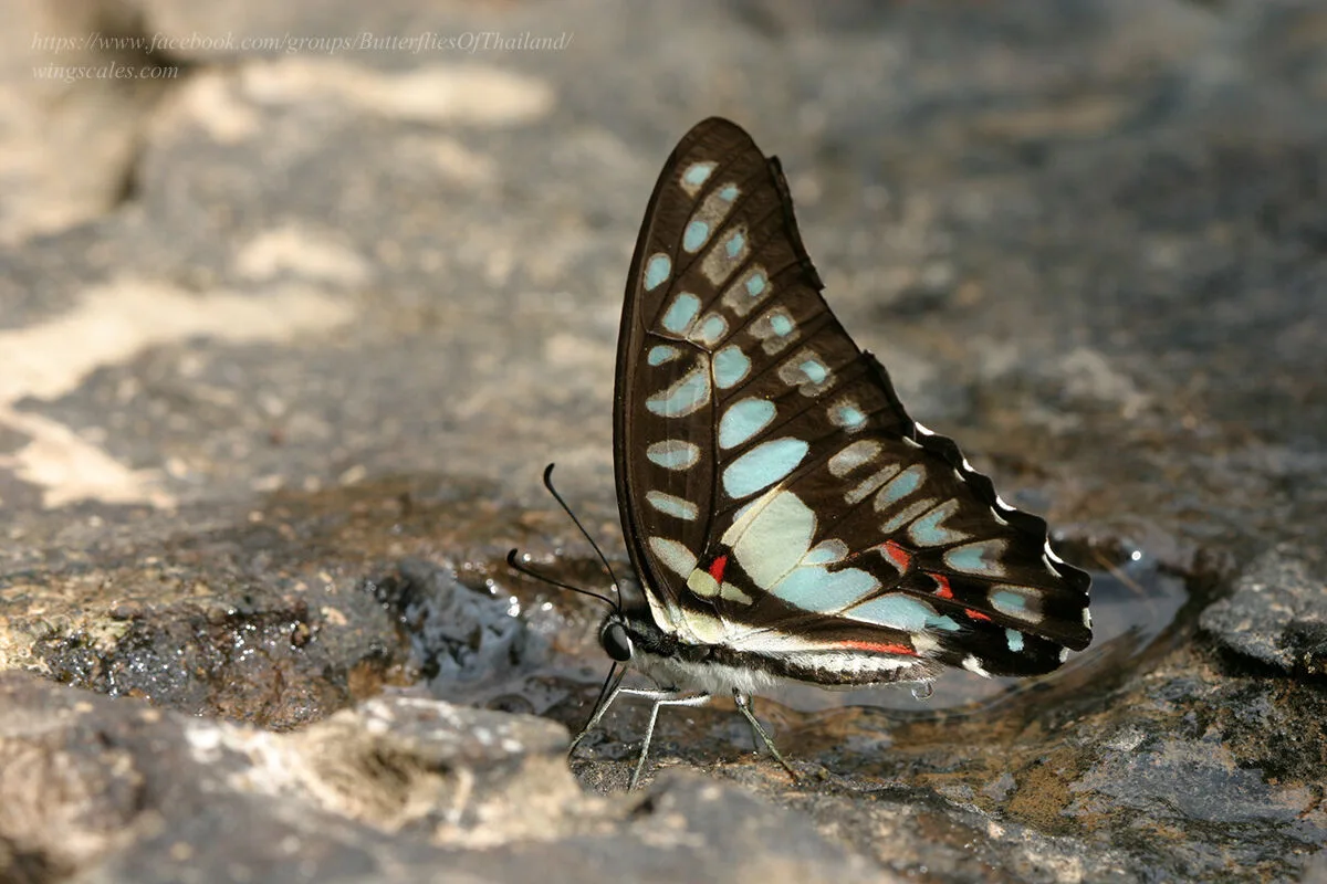 Graphium Eurypylus Acheron Supat