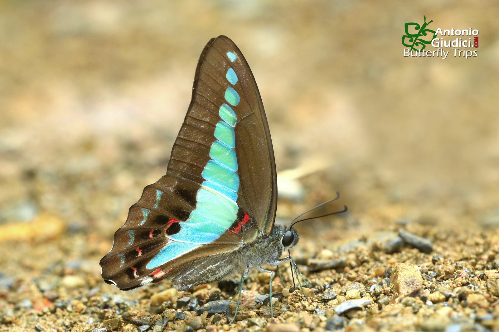 Graphium Sarpedon Phang Nga