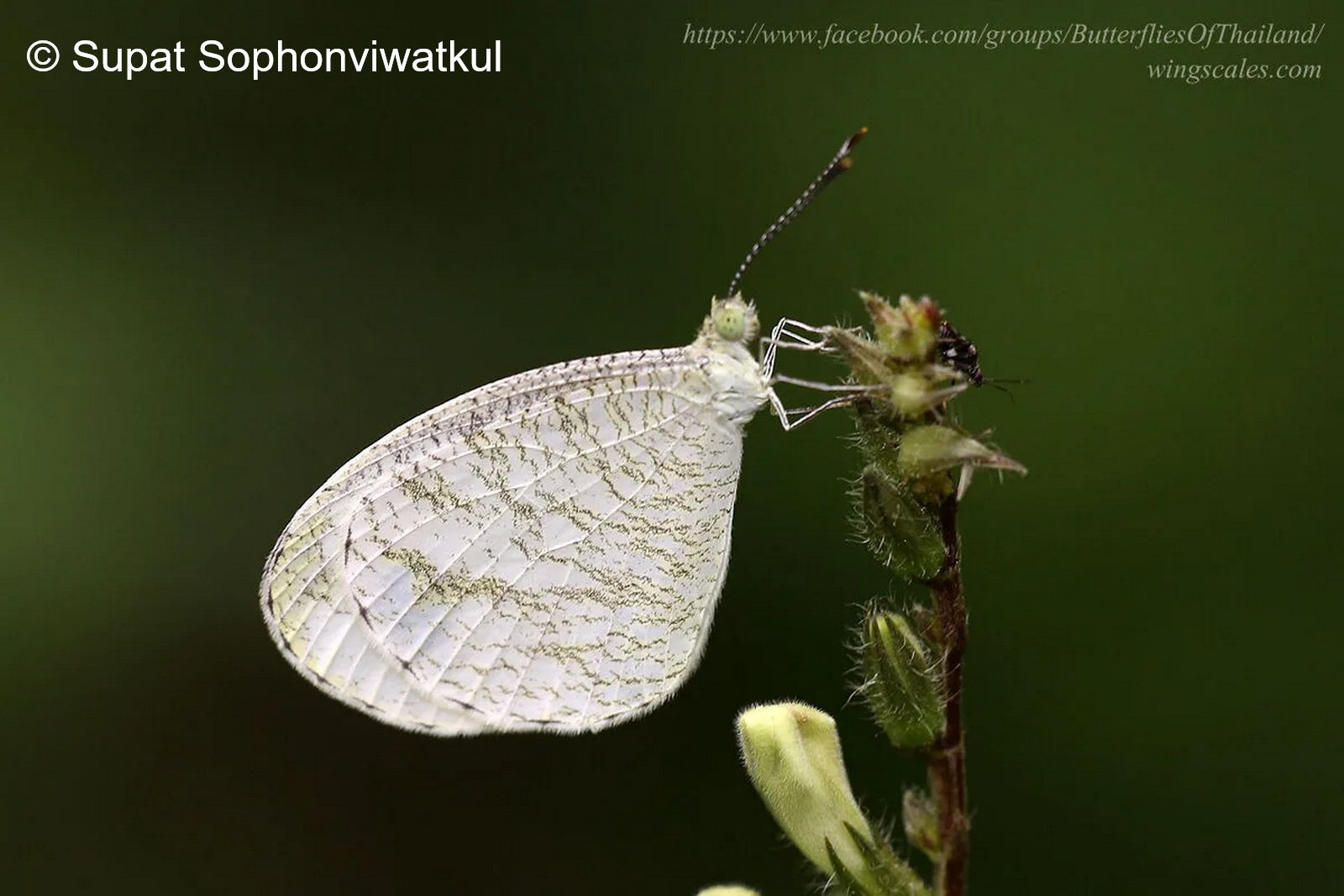 Leptosia Nina Malayana 14 Jul 22