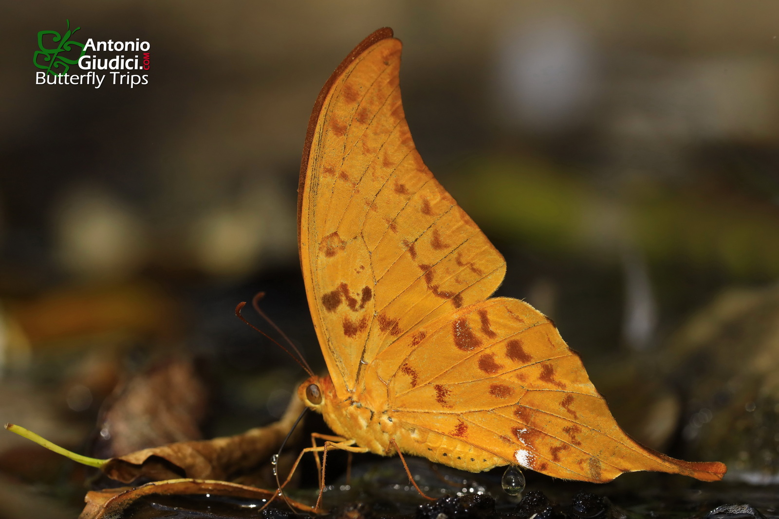 Meandrusa Payeni Amphis