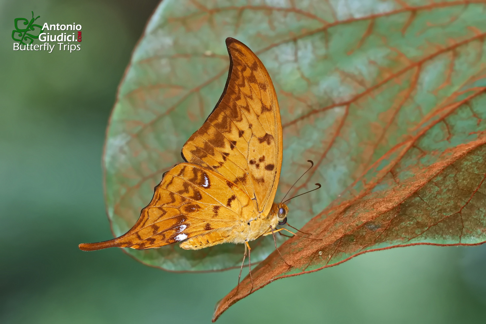 Meandrusa Payeni Ciminius2