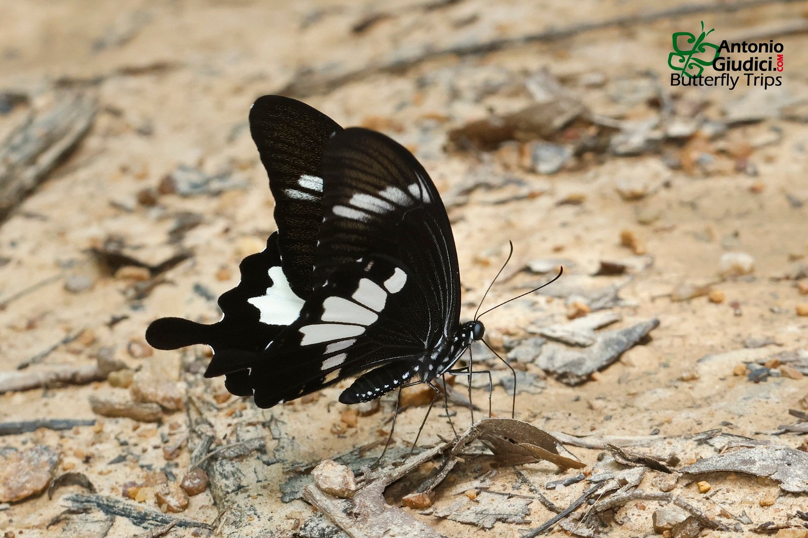 Papilio Nephelus Sunatus San Kala Kiri 7 Jul 2024