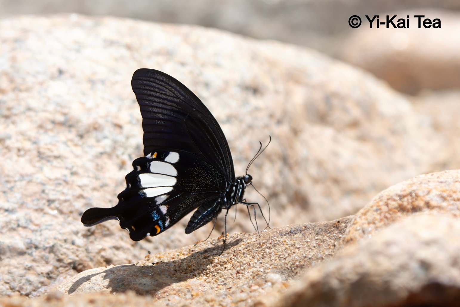 Papilio Prexaspes Kai