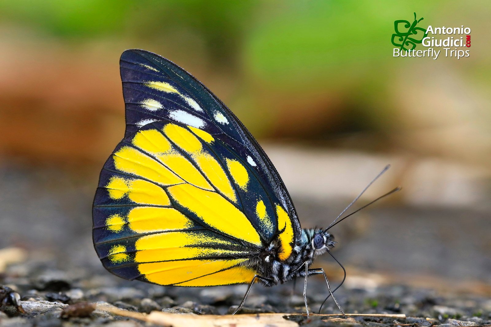 Prioneris Theestylis Malaccana Betong 20 Nay 21