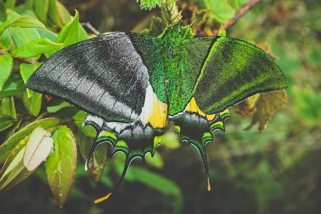 Teinoplpus Gynandro
