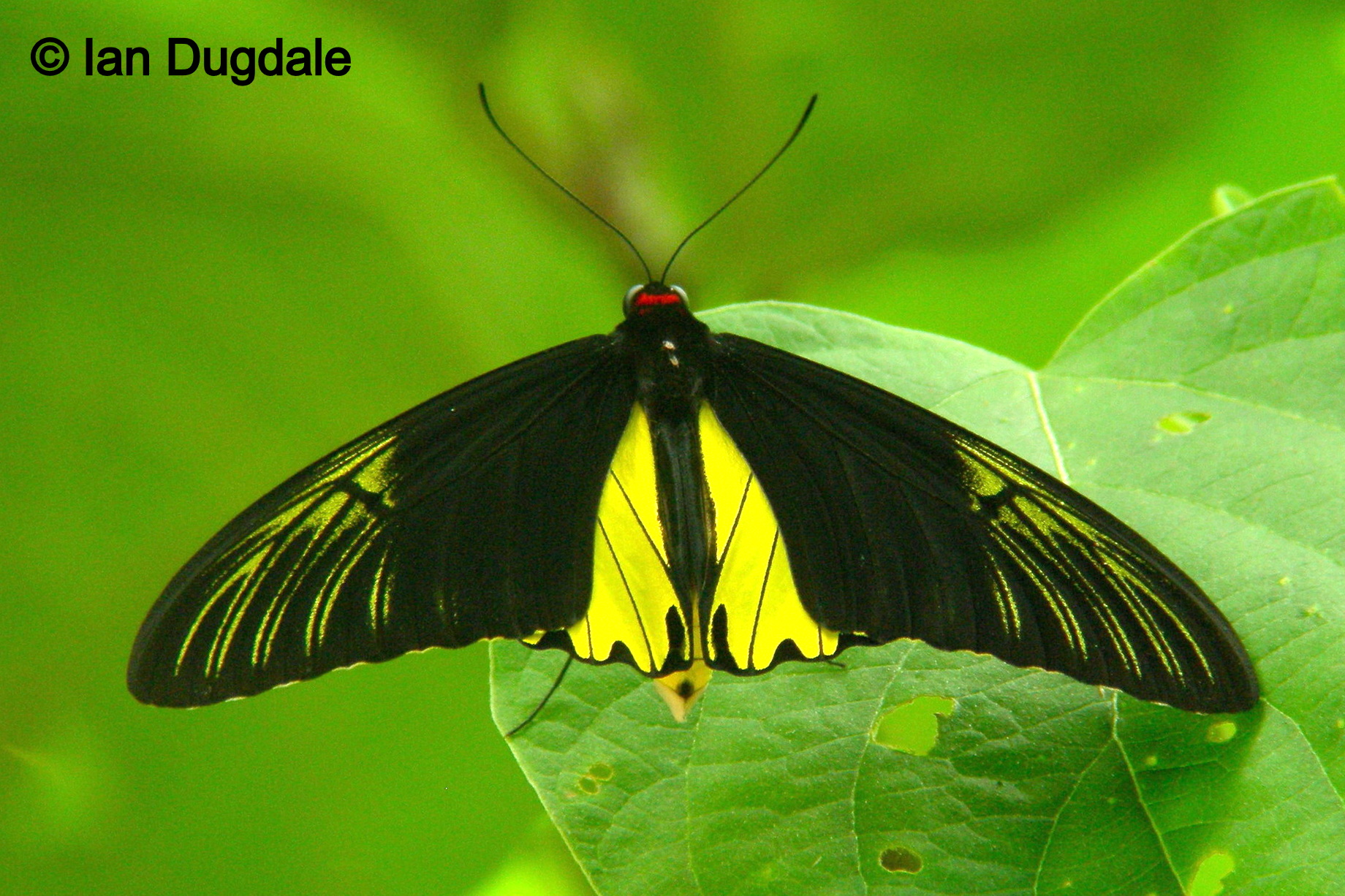 Troide Amphyrisus Ian