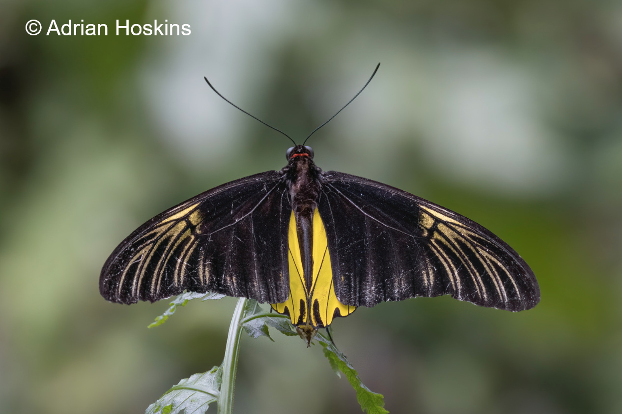 Troides Cuneifera Adrian