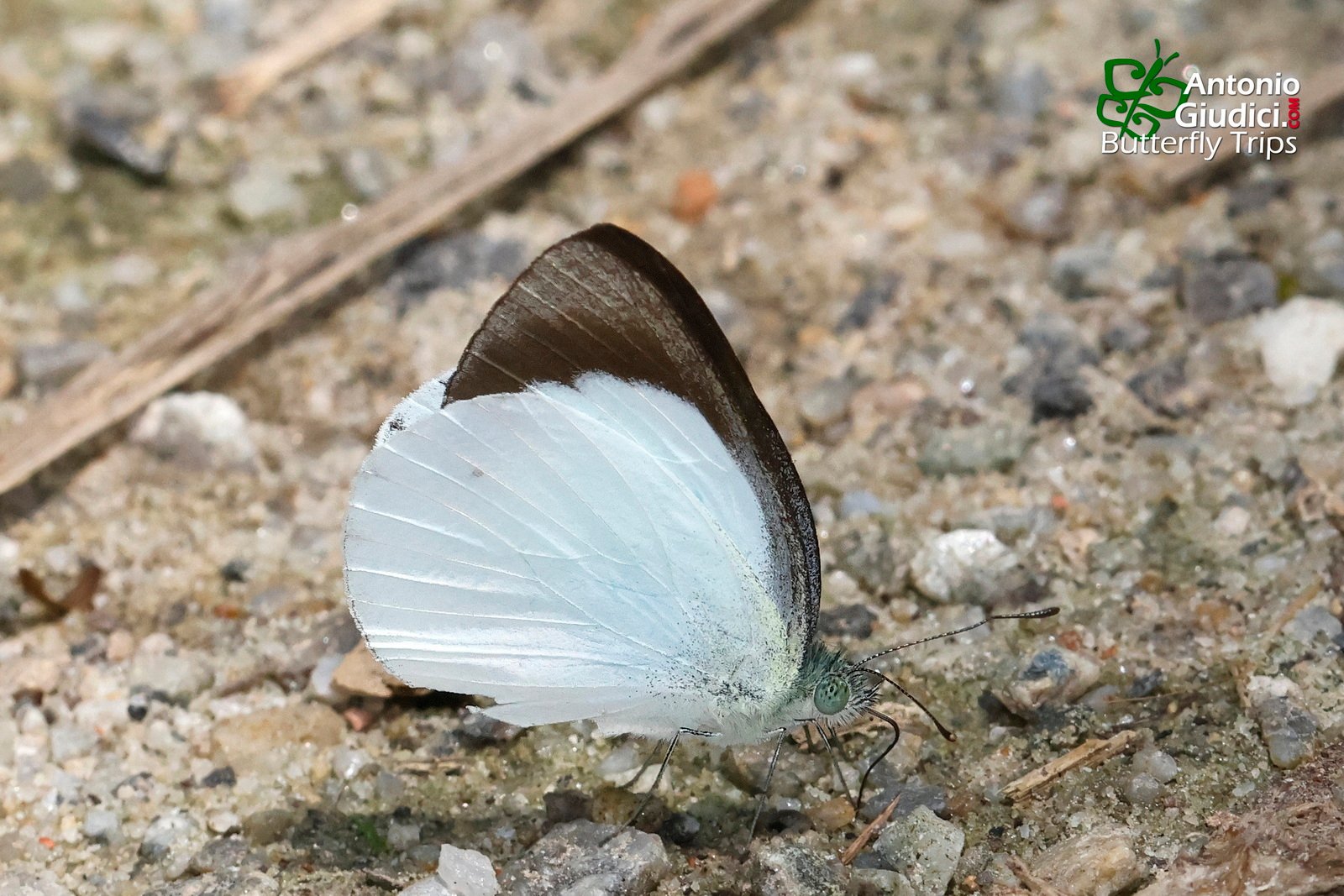 Udaiana Cynis Malaysia 18 Jul 24