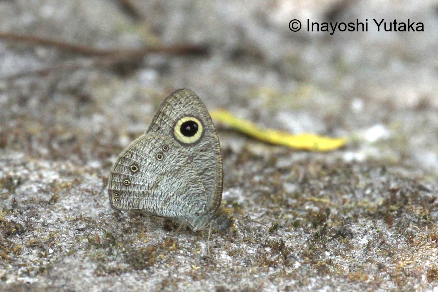 Ypthima Affectata M 20200211 ChiangMai