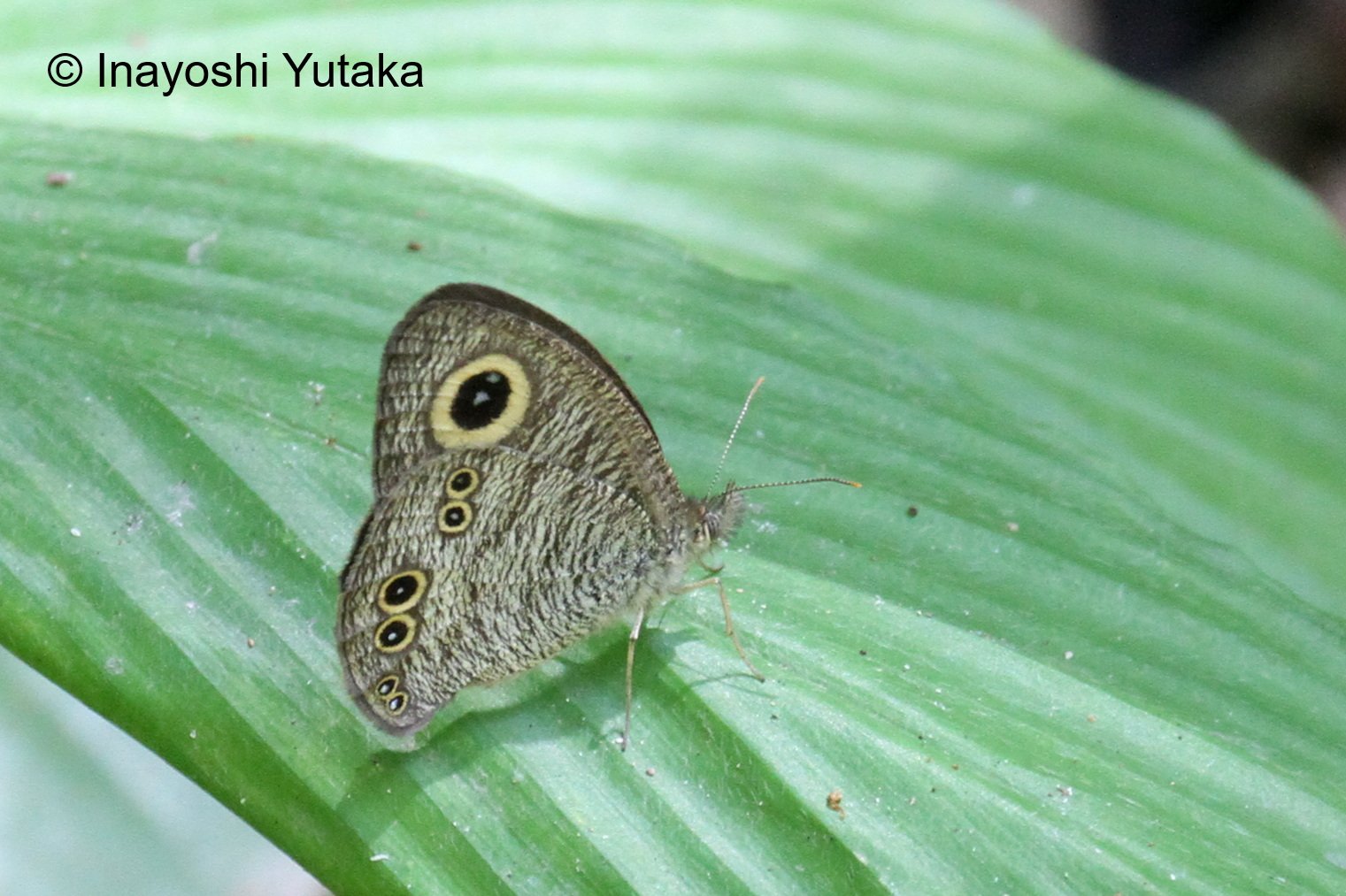 Ypthima Affectata M 20211008 ChiangMai