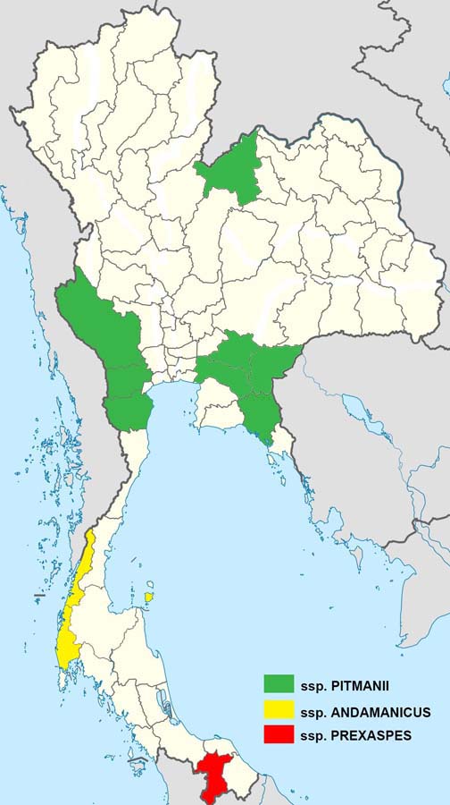Papilio Prexaspes Map2