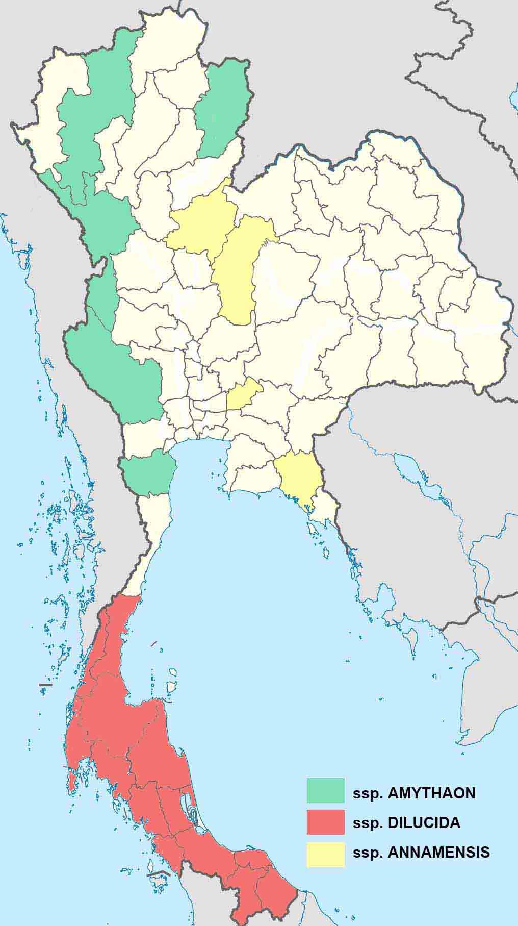 Amathuxisia Amythaon 01