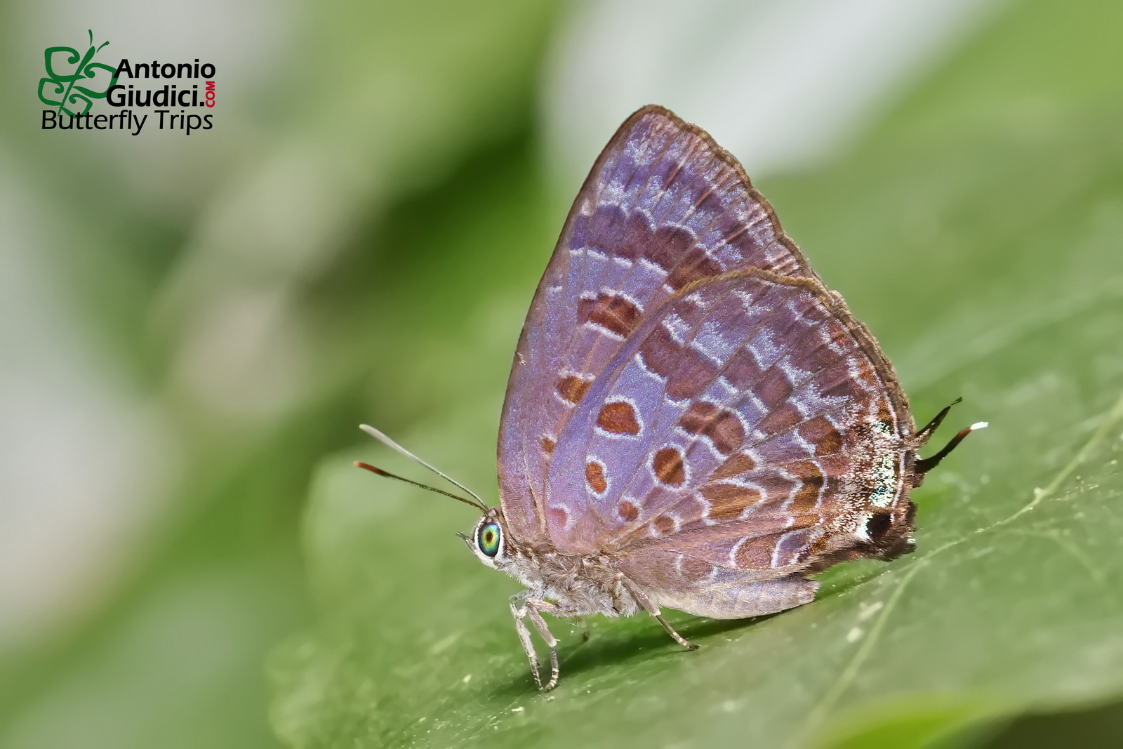 Arhopala Agaba
