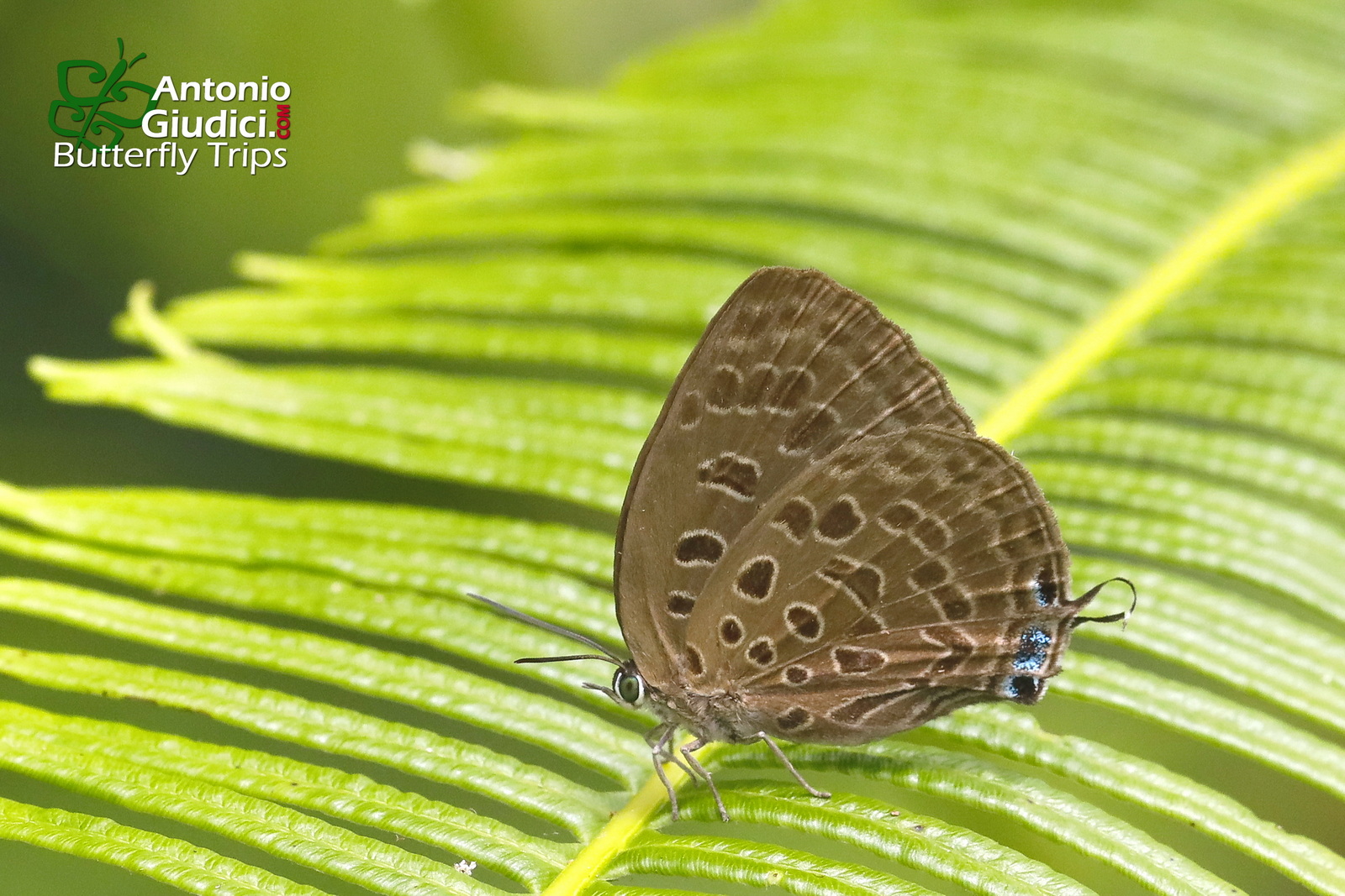 Arhopala Camdana1
