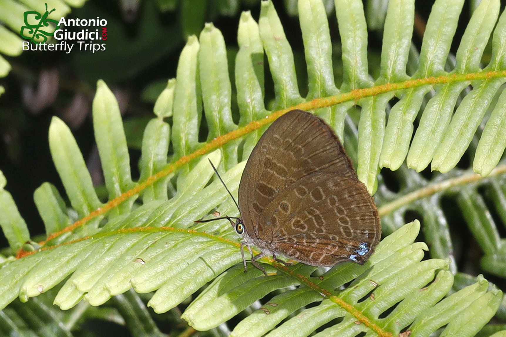 Arhopala Cf Kurzi