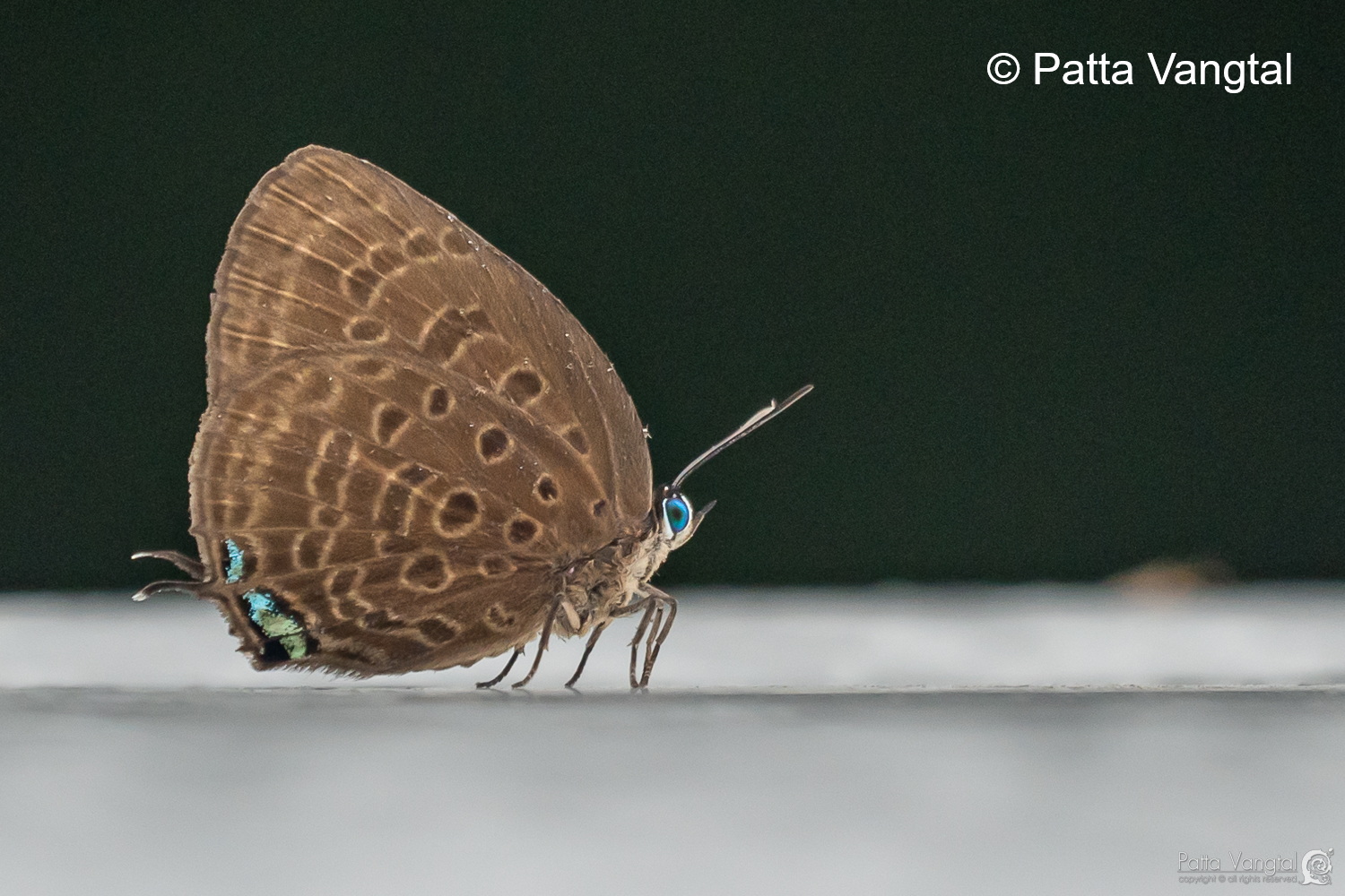 Arhopala Delta Patta Vangtal