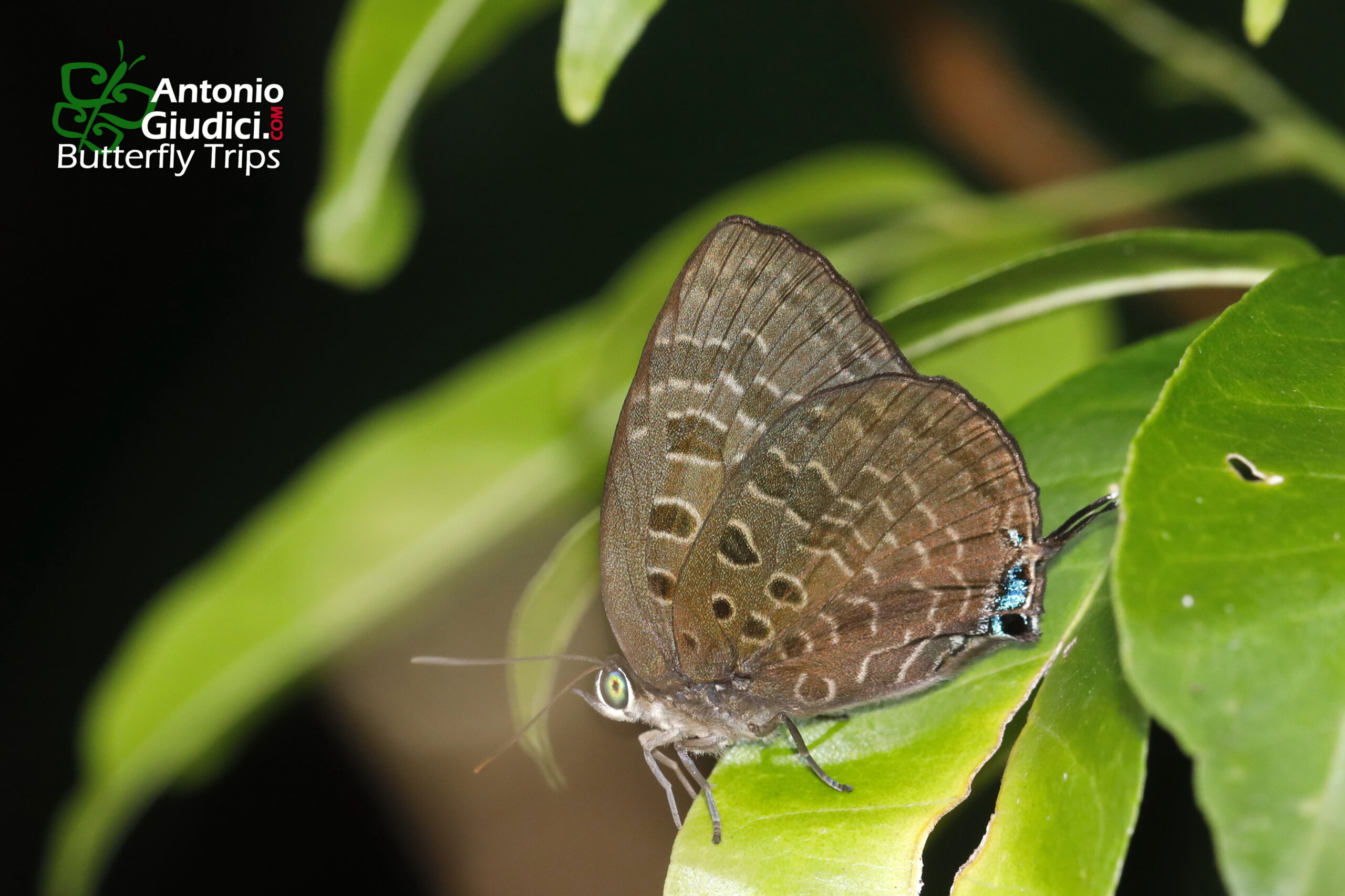 Arhopala Eumolphus1