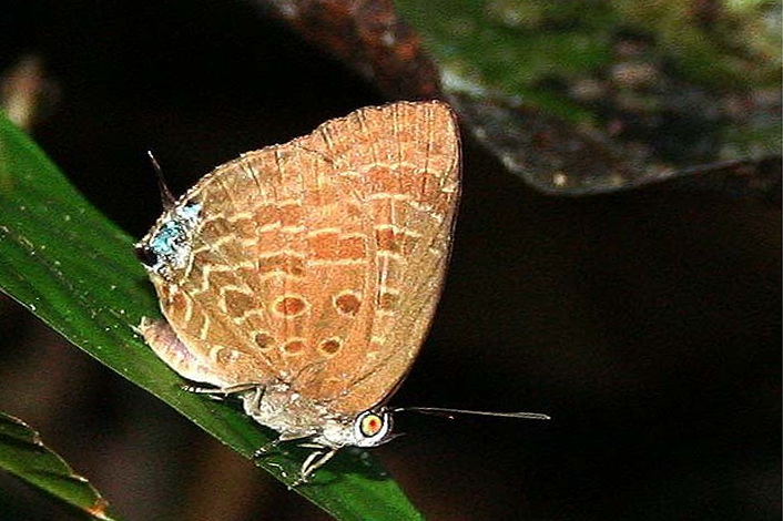 Arhopala Phanda Les