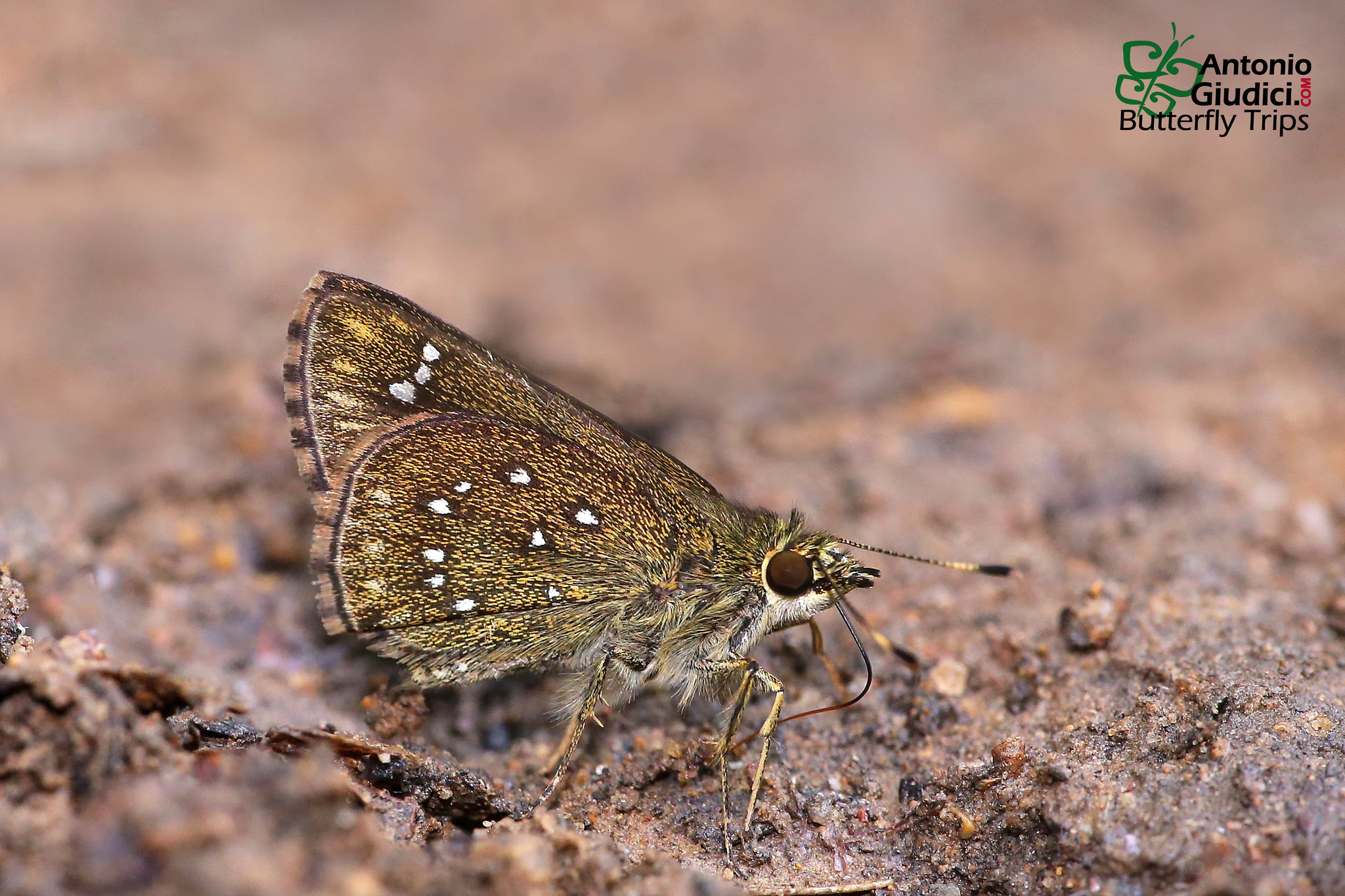 Arnetta Atkinsoni2