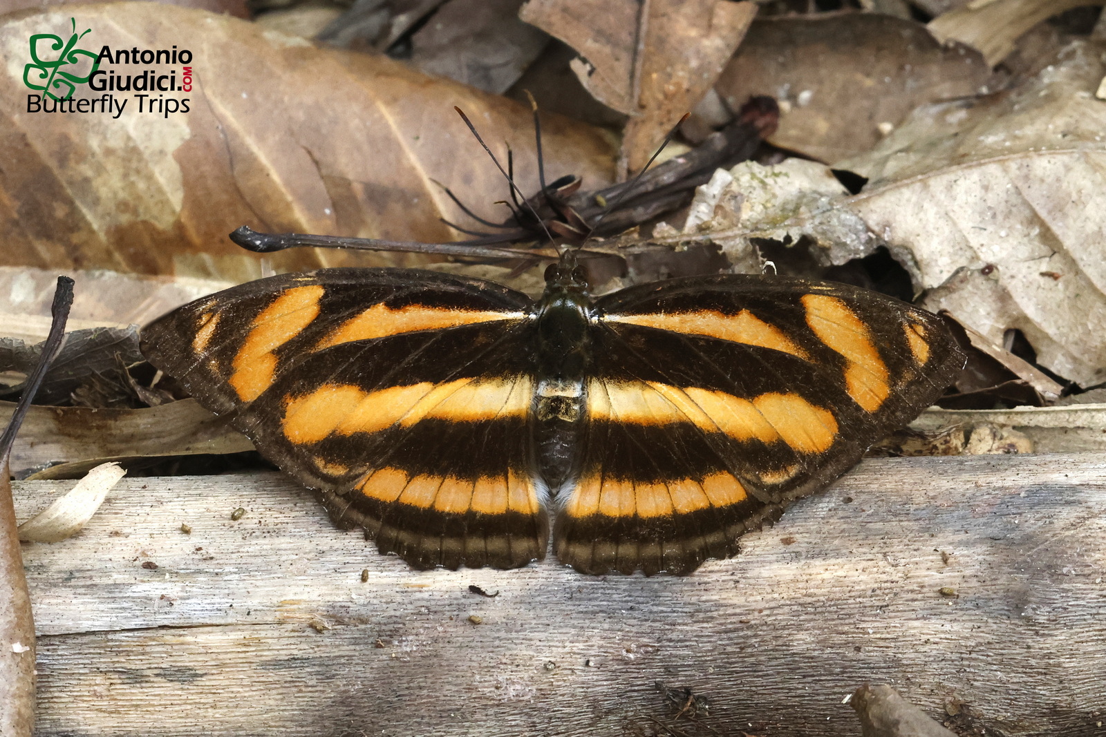 Athyma Assa FEMALE