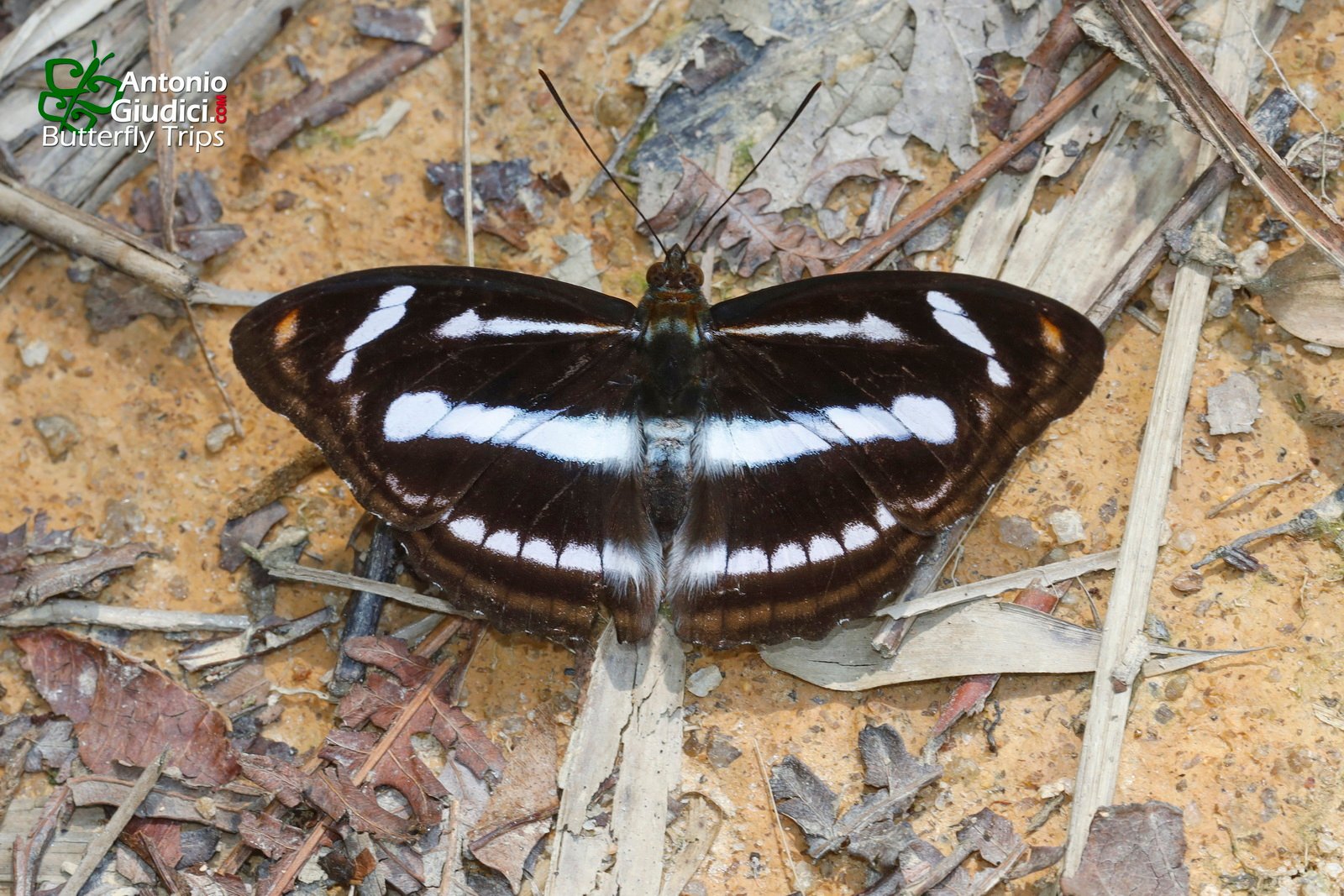 Athyma Assa Five
