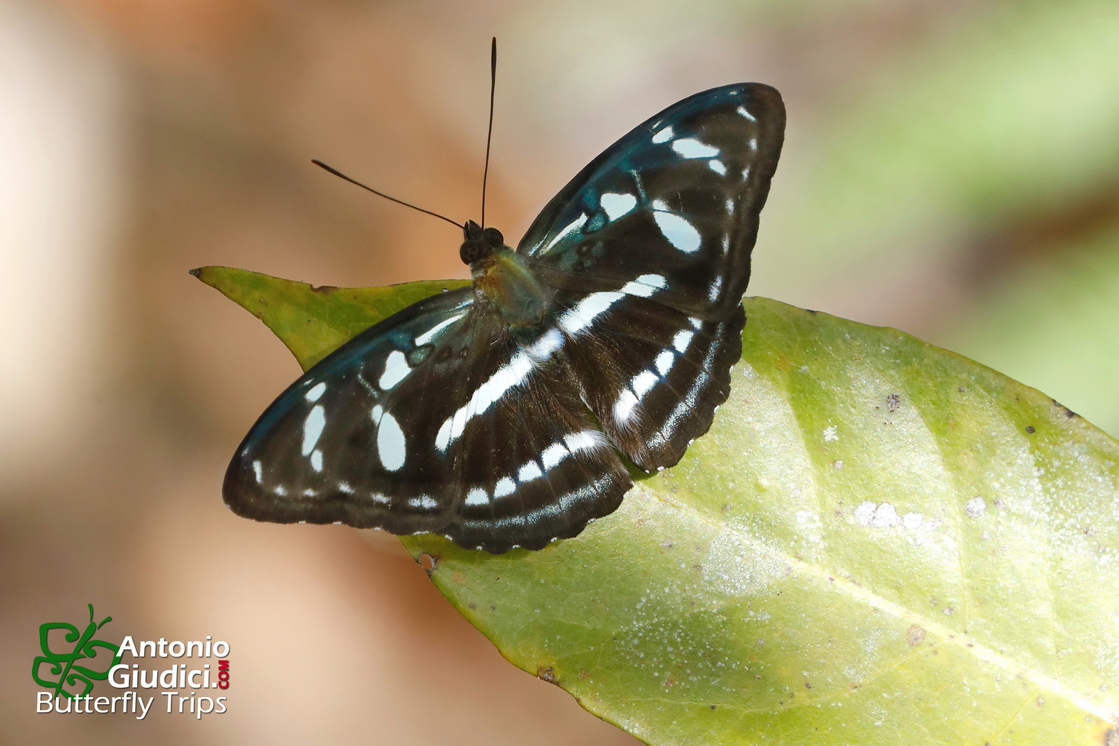 Athyma Clerica