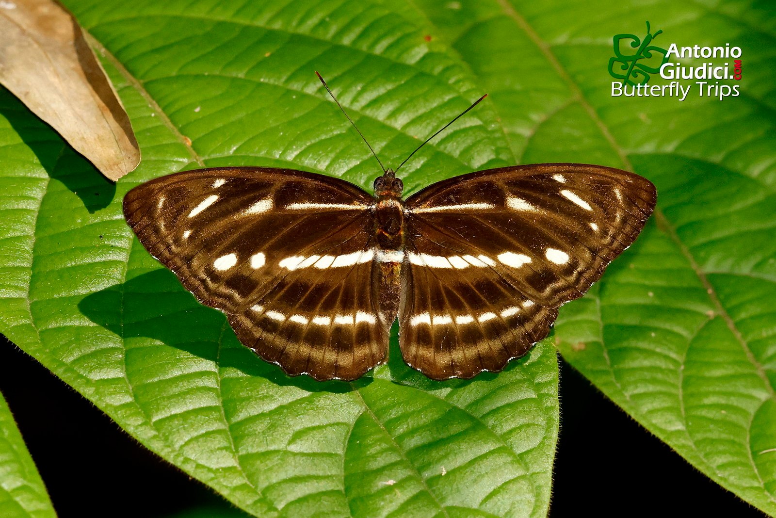 Athyma Kanwa Supati