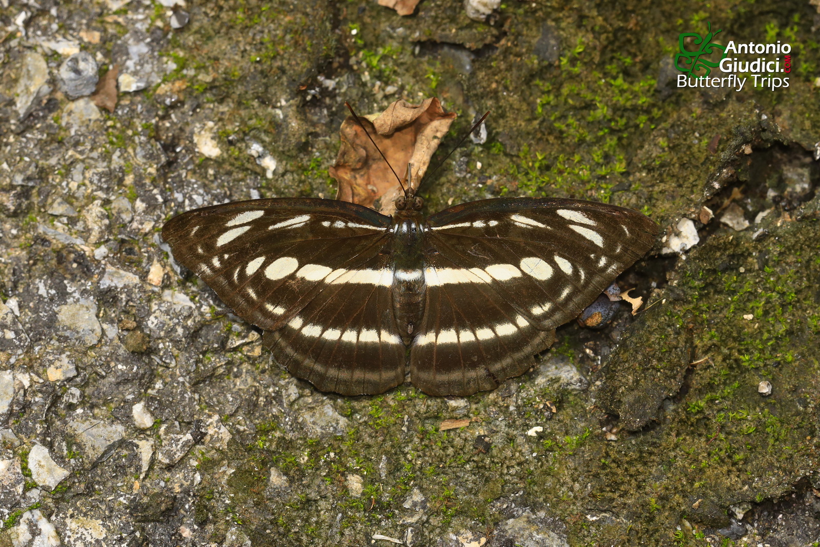 Athyma Selenophora Amharina Female