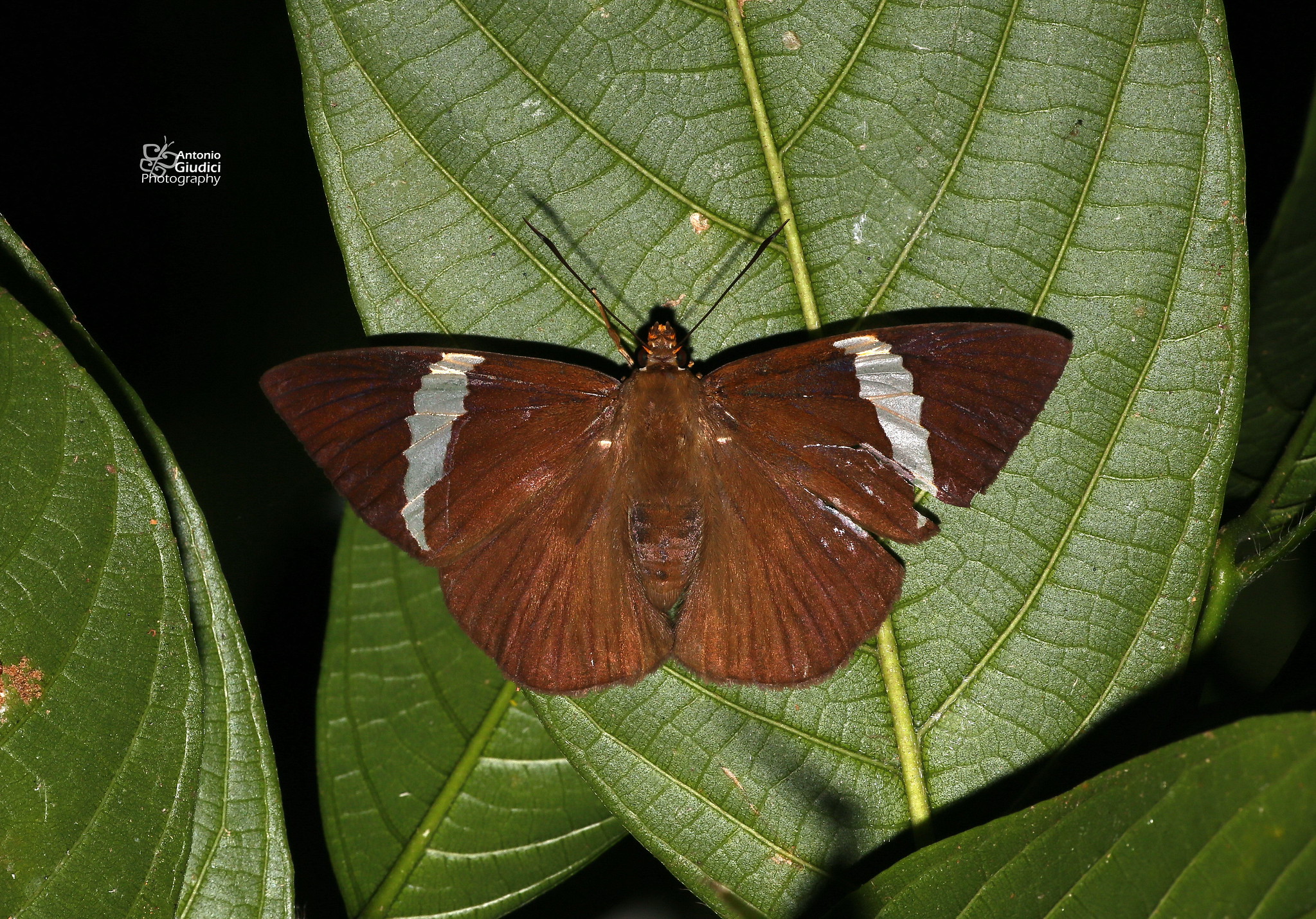 Capila Jayadeva Female