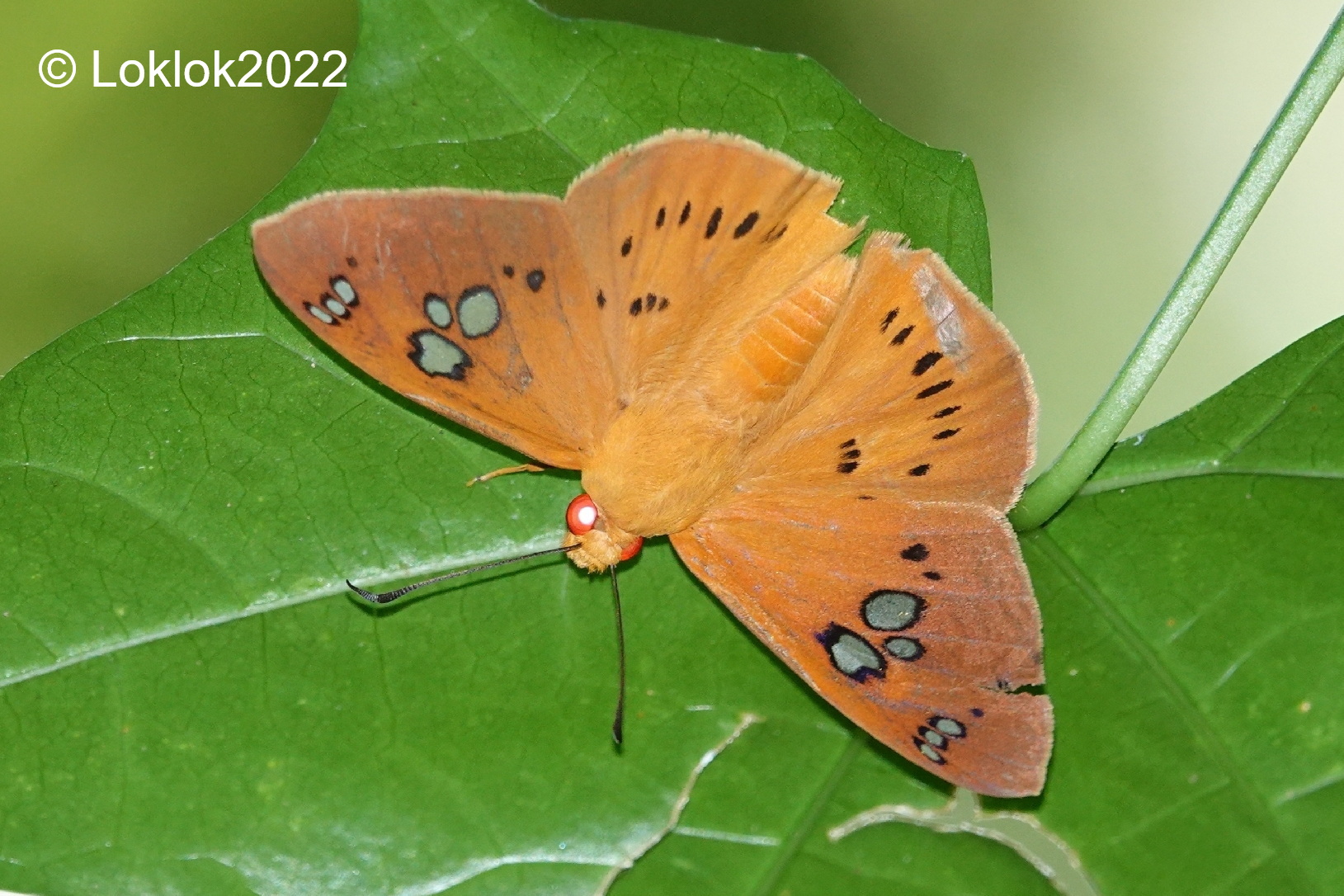 Capila Phaeneus Flora
