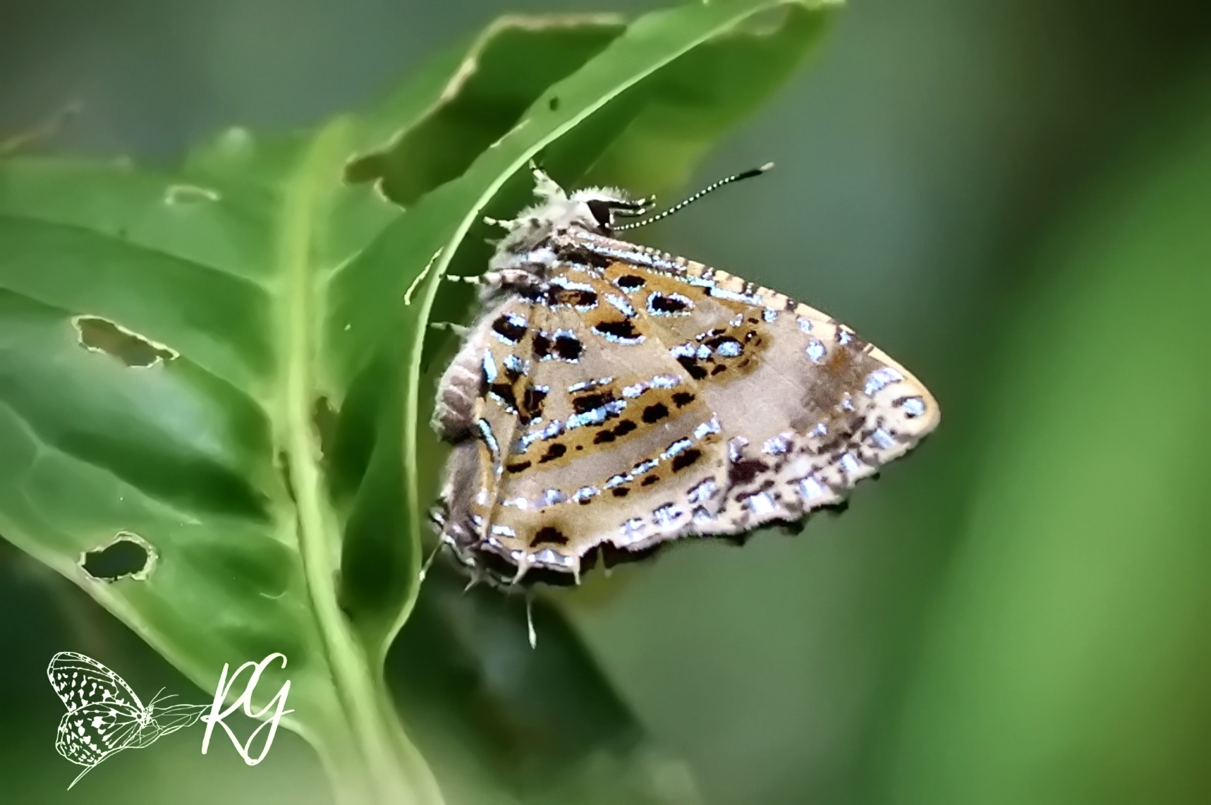 Catapaecilma Elegans River Yeong 01