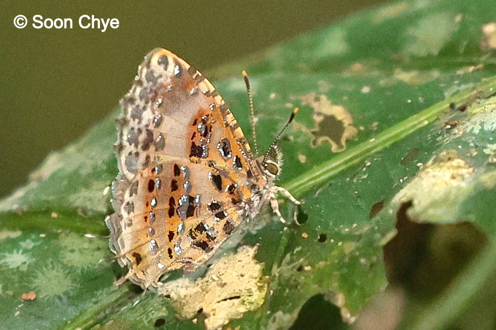 Catapecilma Elegans Soon Chie Jpg1