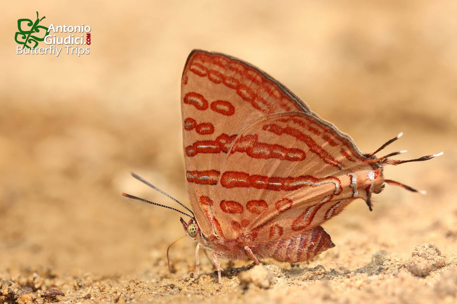 Cigaritis Evansi Male