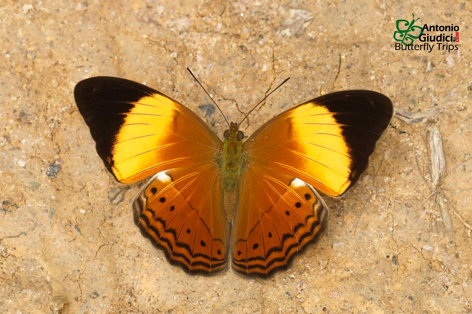 Cirrochroa Orissa Orissa Betong 19 Feb 24