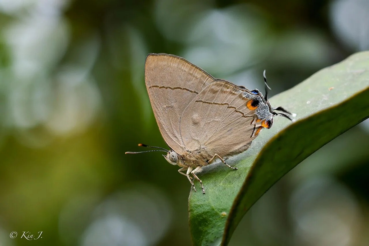 Creon Cleobis Rattanapong Jennarongsak