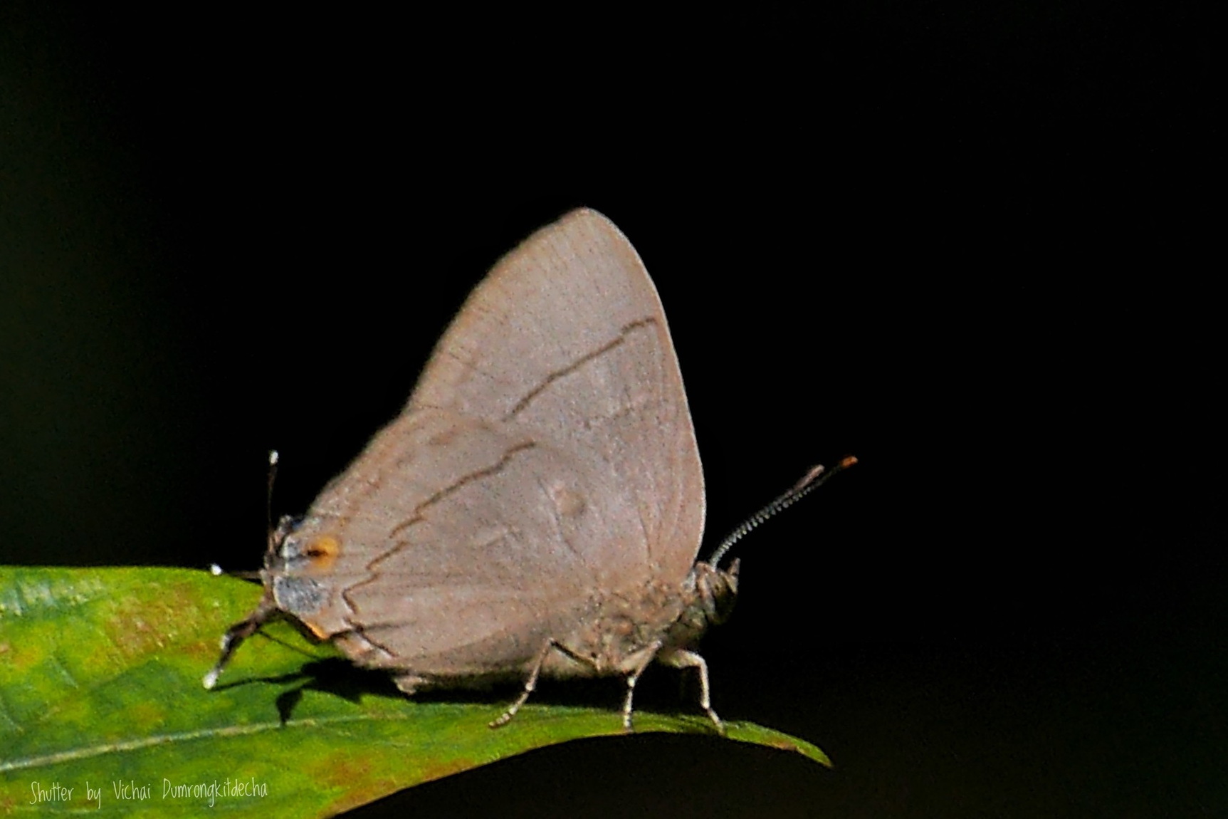 Creon Cleobis Vichai Inthanon Nov 2025